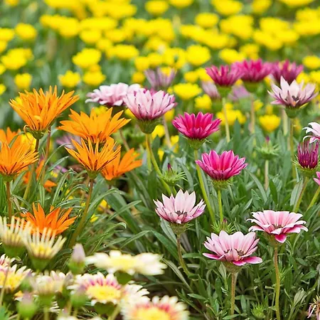 Quattrostelle Отель типа 